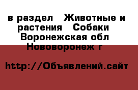  в раздел : Животные и растения » Собаки . Воронежская обл.,Нововоронеж г.